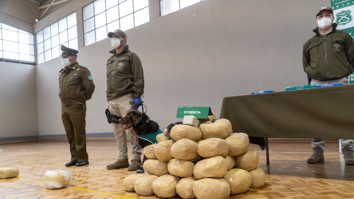 Operación Leyenda: Realizan el decomiso de droga más grande en la historia del Biobío con 250 kilos