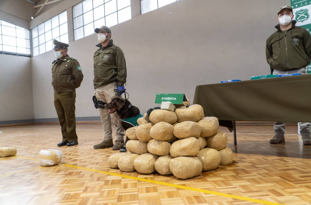 Operación Leyenda: Realizan el decomiso de droga más grande en la historia del Biobío con 250 kilos