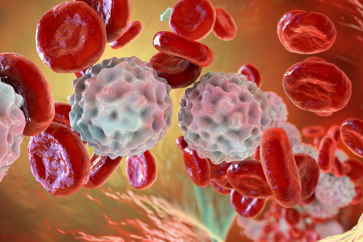 Glóbulos blancos en la sangre/ Getty Images
