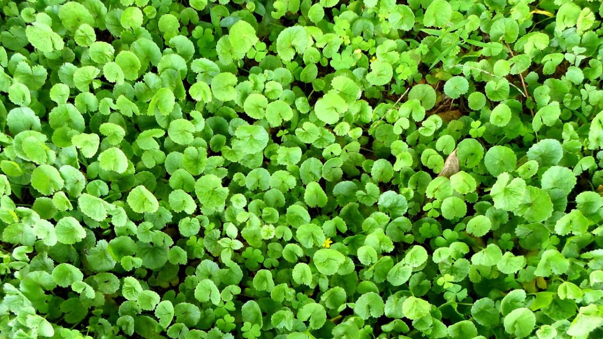 La planta que alivia varices, mejora la circulación y ayuda a dormir