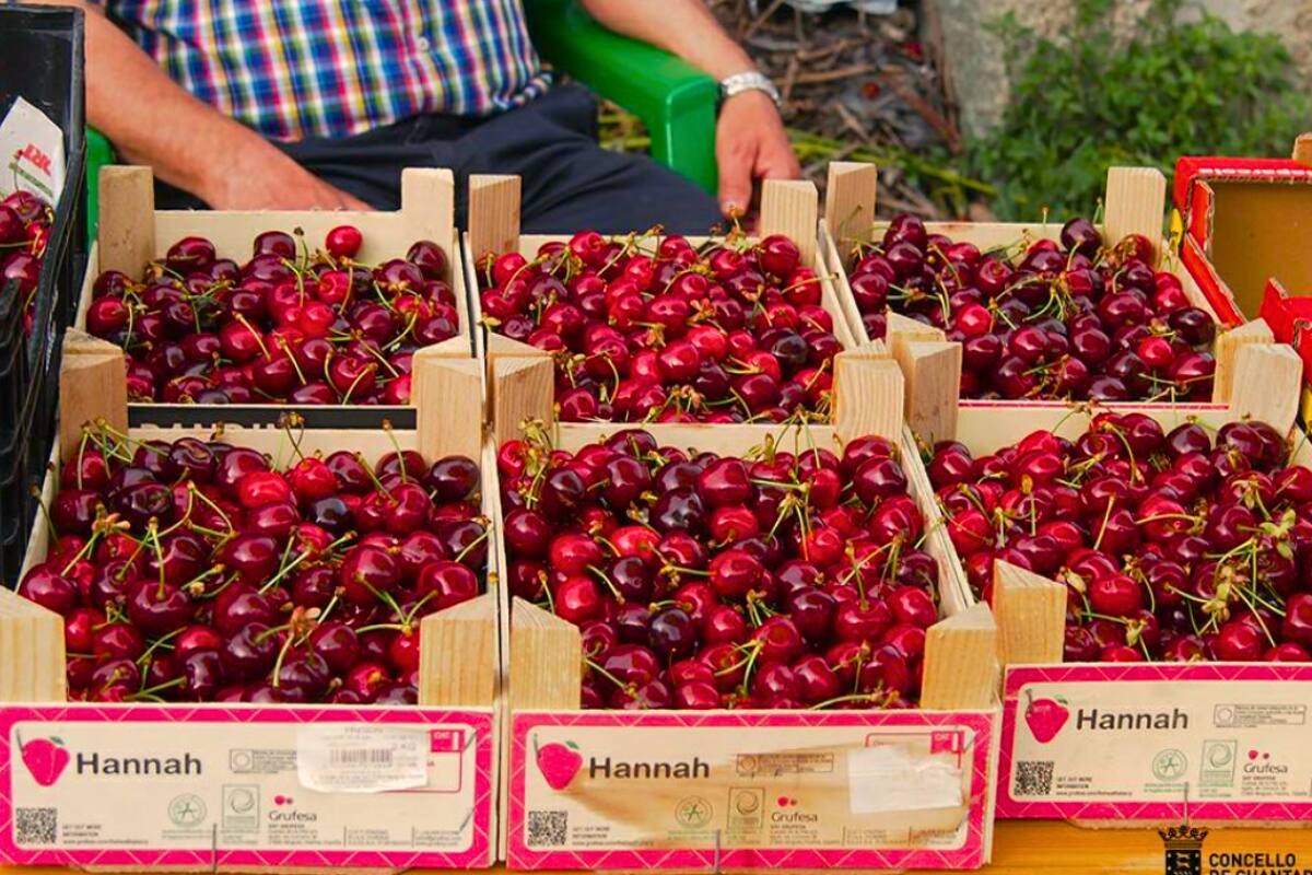 Más de mil contenedores con la apetecida fruta nacional llegaron con un mes de retraso a China.