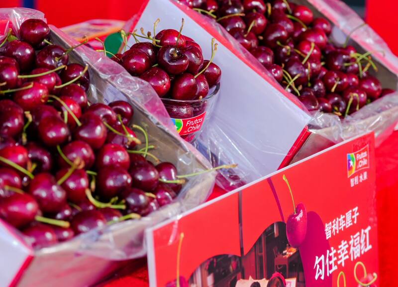 Las cerezas chilenas son un producto premium en China. (Foto: Frutas de Chile)