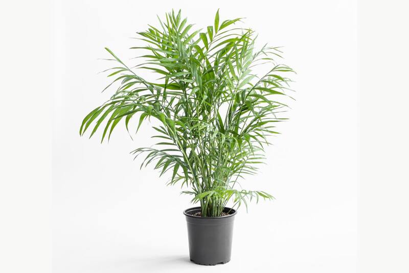 Esta planta ayuda a prevenir la humedad, los hongos y el moho en el hogar.