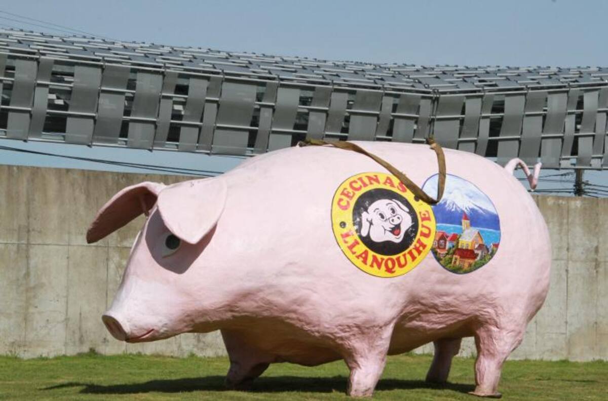VIDEO | El retorno de un icono: el Chancho Lorenzo ya aterrizó en Puerto Montt