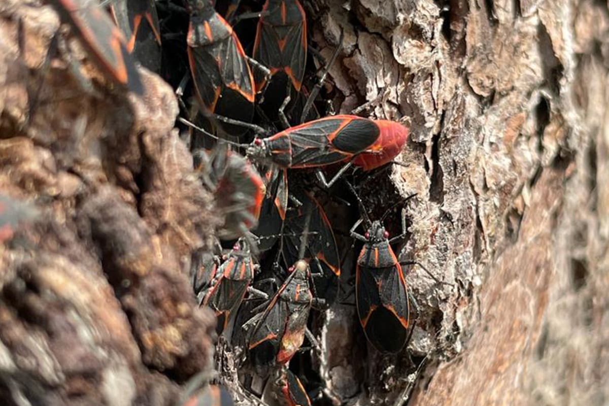 Aprende todos los detalles de este insecto. Créditos: Municipalidad de La Reina.