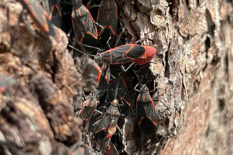 Aprende todos los detalles de este insecto. Créditos: Municipalidad de La Reina.