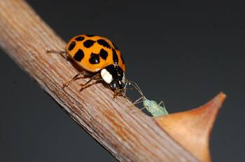 ¿Aburrido de las polillas? Chinitas, zancudos y hormigas también aumentarán su presencia