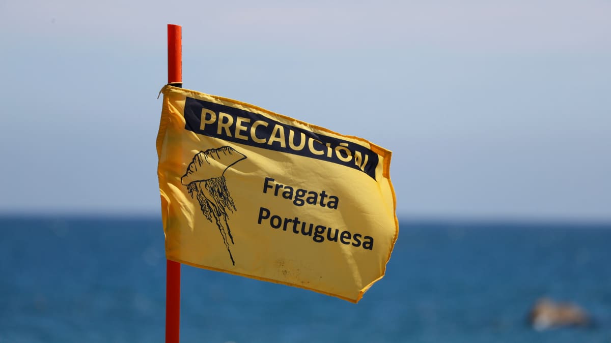 Estas tres playas parten la semana con prohibición de baño en la región de O’Higgins por fragata portuguesa