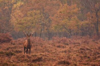 ¿Qué es la enfermedad del ciervo zombie?: Los científicos temen su propagación entre humanos