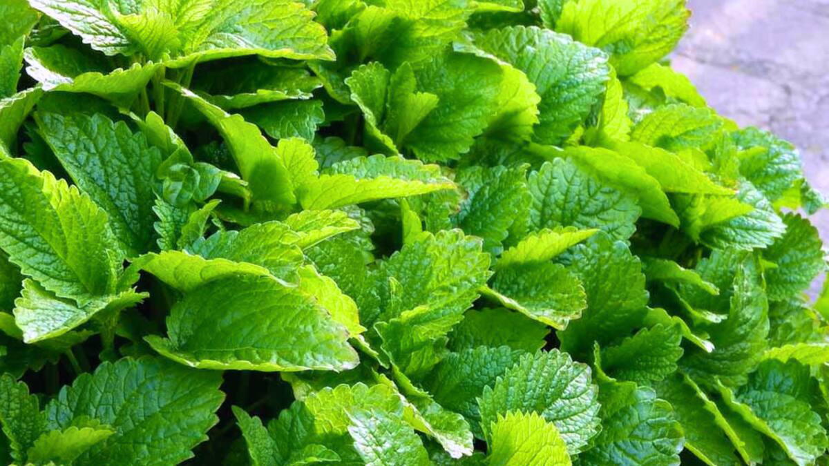 ¿Hormigas en tu casa?: Cinco plantas que te ayudarán a espantarlas sin químicos