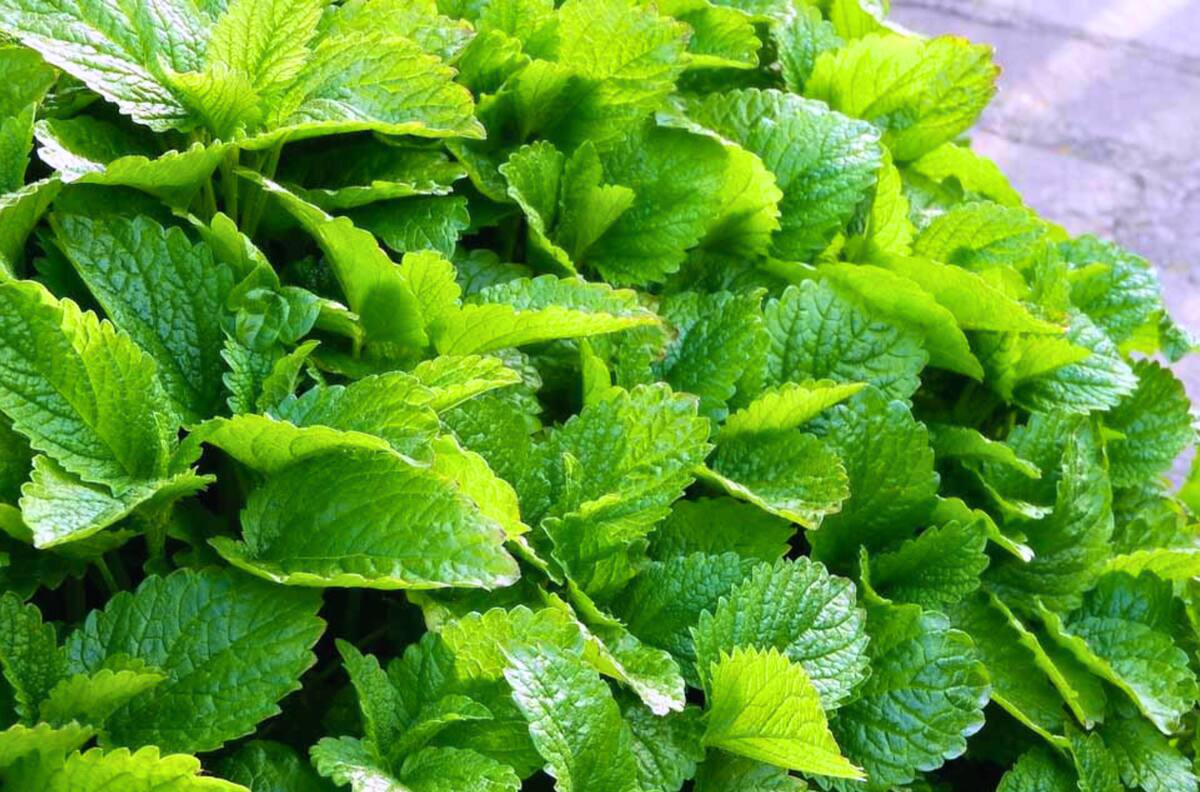 ¿Hormigas en tu casa?: Cinco plantas que te ayudarán a espantarlas sin químicos