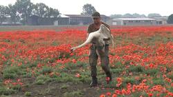 VIDEO | Cisnes adictos a las amapolas terminan drogados en Eslovaquia
