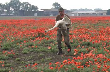VIDEO | Cisnes adictos a las amapolas terminan drogados en Eslovaquia
