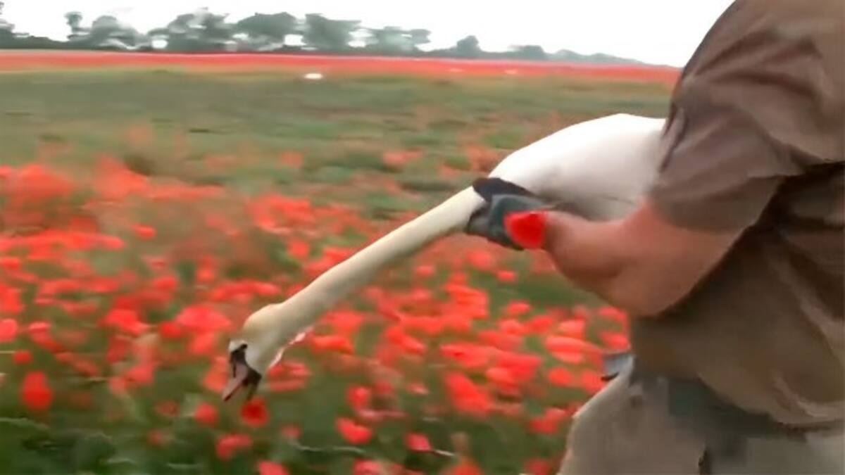 Las aves se niegan a abandonar estos campos. Créditos: Captura Video DW en Español.