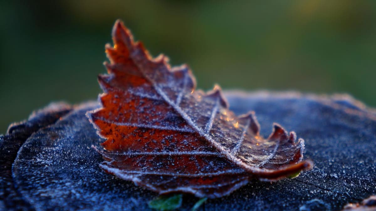 Javiera Rocha, directora del Programa de Sustentabilidad de la UTEM, sobre los últimos días de invierno: “La crisis climática ha alterado los patrones habituales”