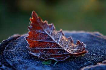 Javiera Rocha, directora del Programa de Sustentabilidad de la UTEM, sobre los últimos días de invierno: “La crisis climática ha alterado los patrones habituales”