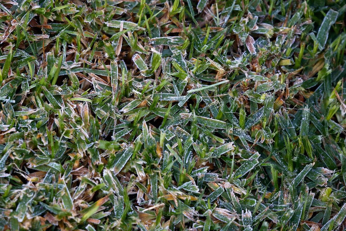Fueron pronosticadas heladas en la zona para el jueves.