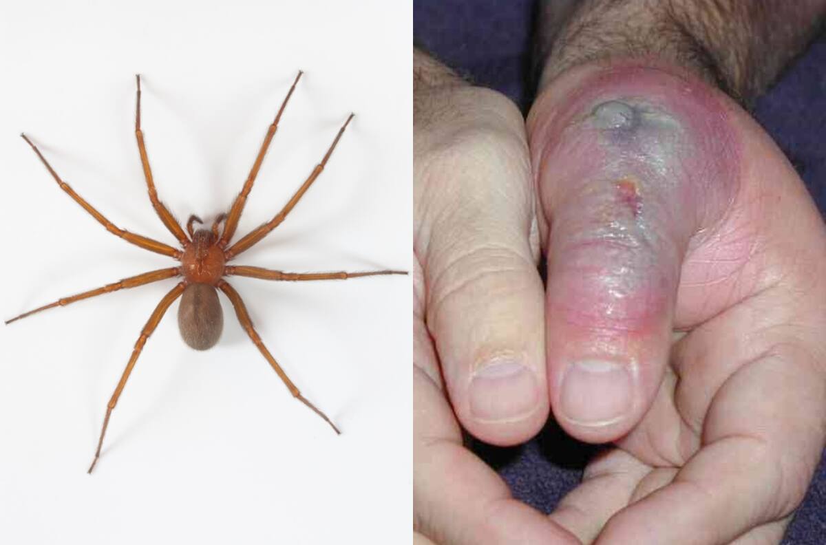 Cómo reconocer si una araña es de rincón y qué hacer si te muerde
