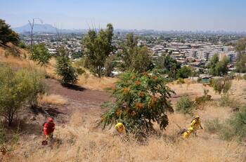 Durante este fin de semana: CONAF cierra parques nacionales en estas 8 regiones del país