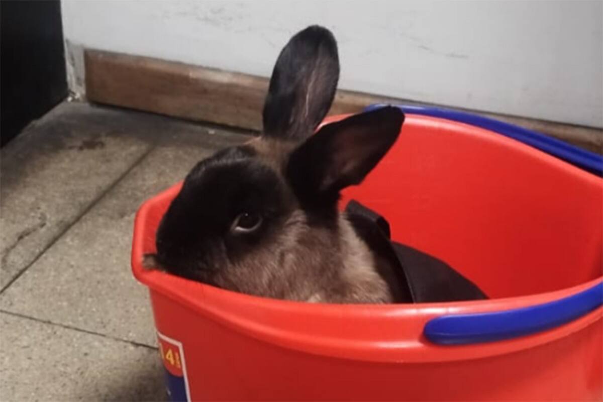 El sistema ferroviario ya ha lanzado otras campañas similares por mascotas perdidas en estaciones.