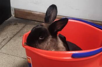 Metro de Santiago reporta a conejo perdido en estación Barrancas: Buscan a su familia