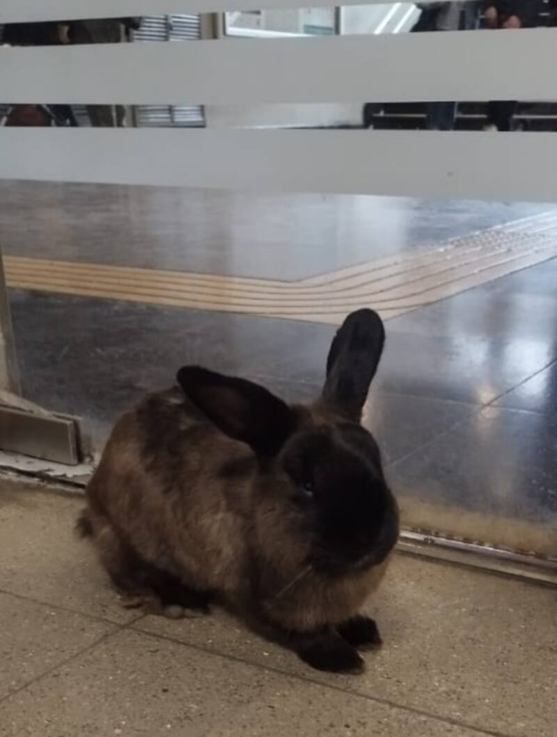 Conejo perdido en Metro de Santiago.