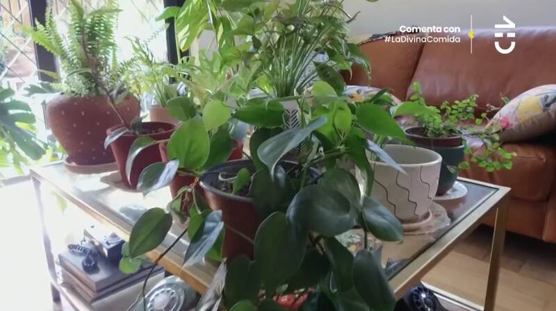 En su casa tiene multiplicidad de plantas / CHV
