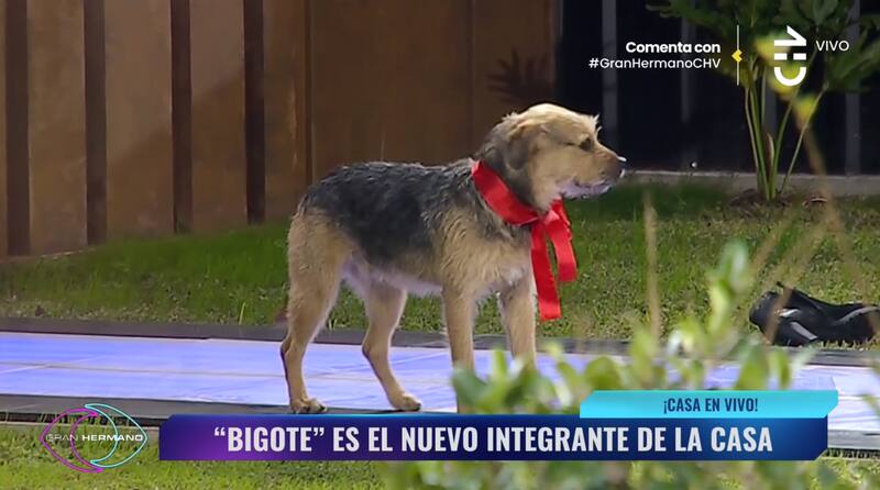 Conoce al nuevo integrante de "Gran Hermano" Chile
