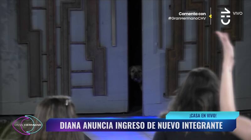 Conoce al nuevo integrante de "Gran Hermano" Chile