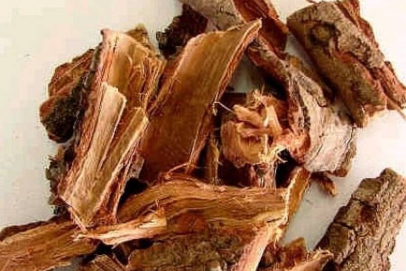La corteza de este árbol tiene propiedades medicinales que combaten el cáncer.