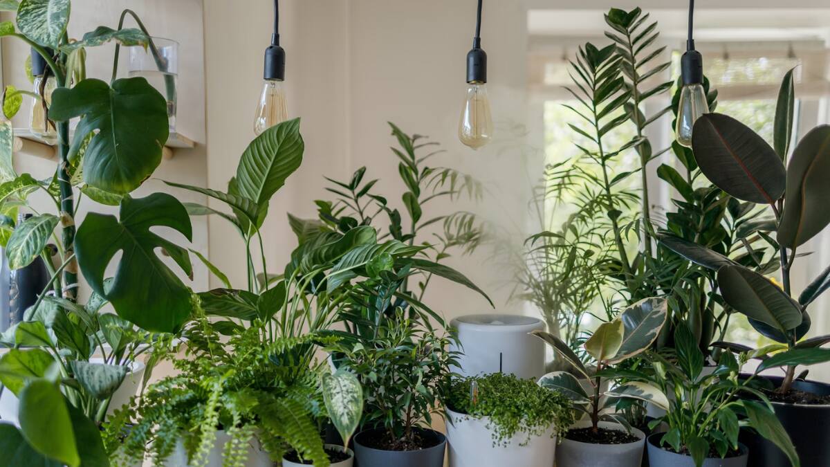 7 consejos para cuidar tus plantas durante el invierno