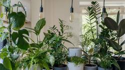 7 consejos para cuidar tus plantas durante el invierno