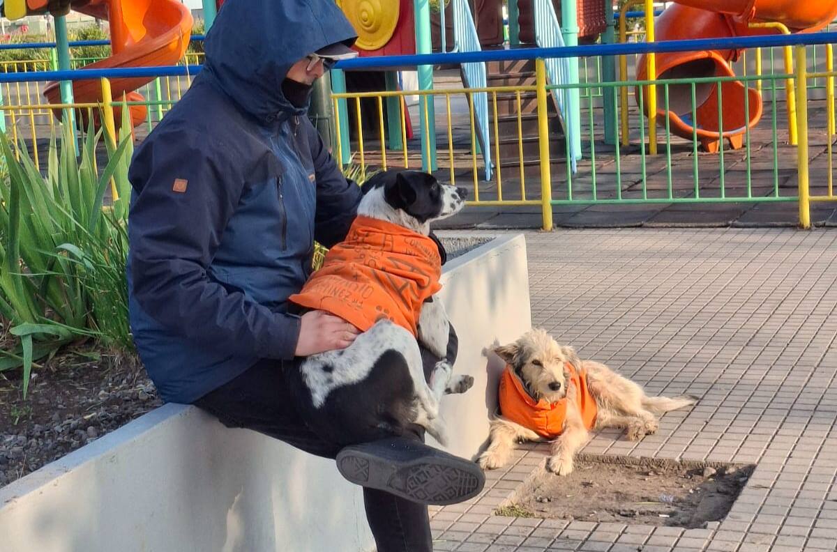 Problemas económicos y falta de tiempo: Las mayores dificultades y sacrificios de los cuidadores de animales callejeros