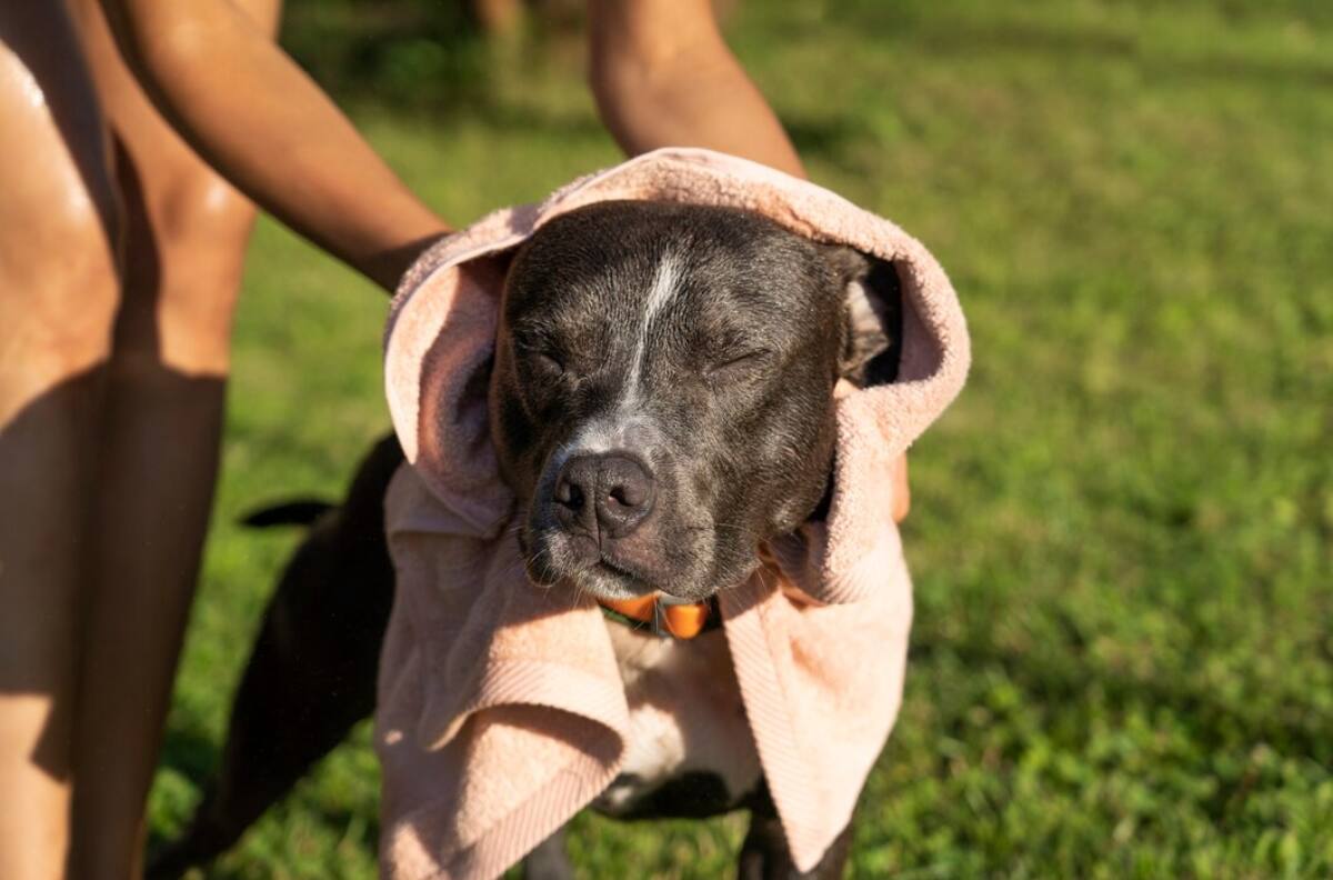 Protege a tus mascotas de los golpes de calor siguiendo estos 5 consejos de un experto