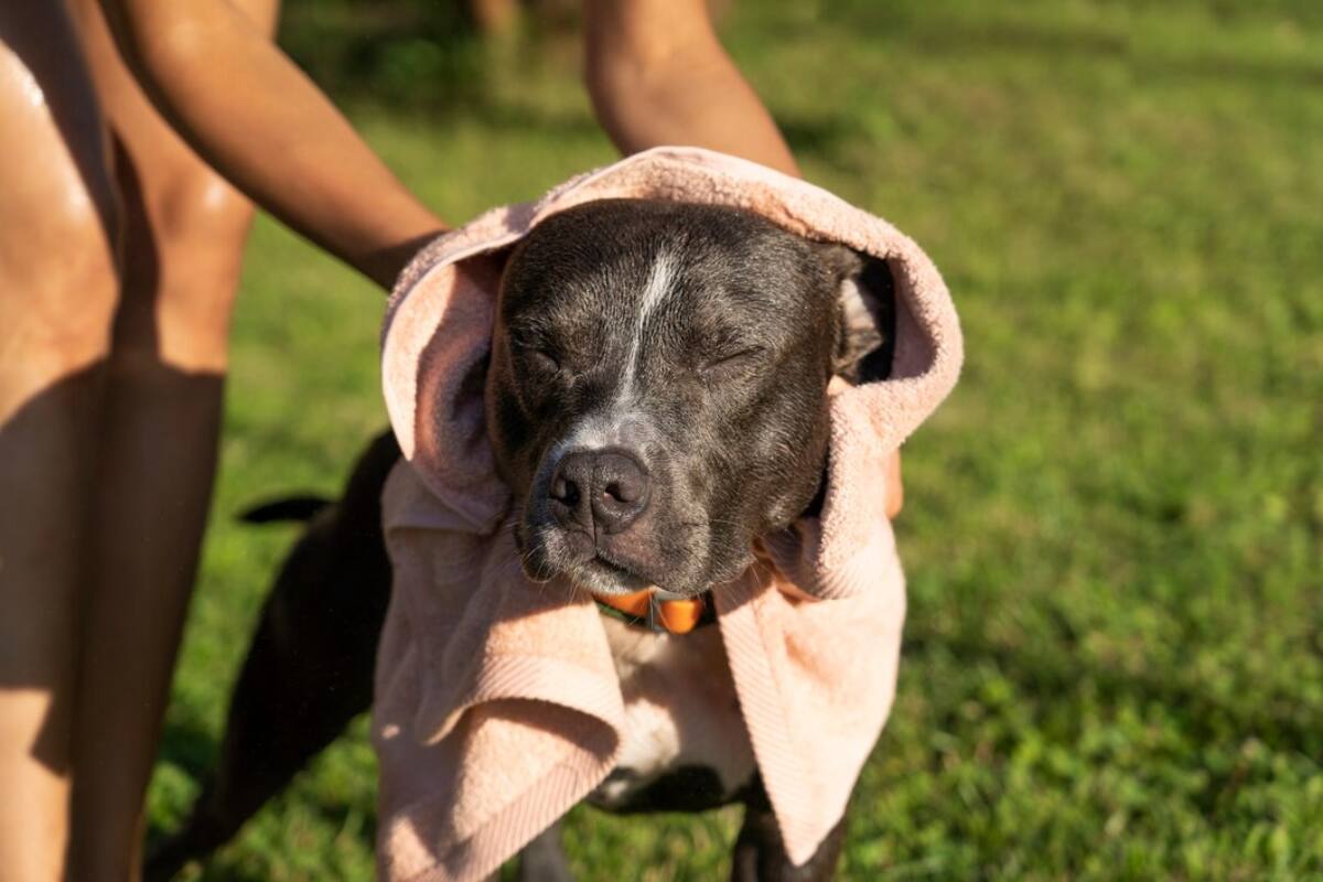 Las altas temperaturas pueden provocar un golpe de calor en tu mascota que pueden desencadenar muchos problemas.