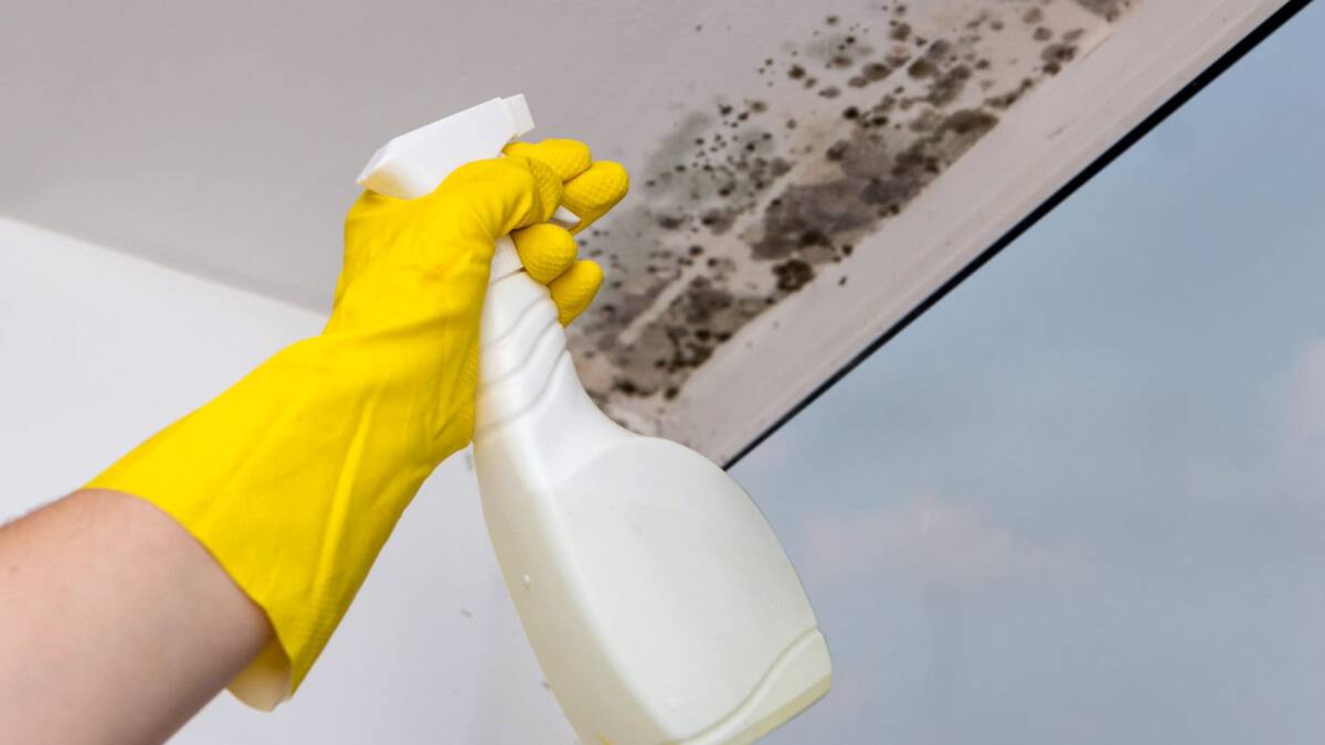 Así puedes quitar los hongos del techo del baño, paso a paso