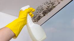 Así puedes quitar los hongos del techo del baño, paso a paso