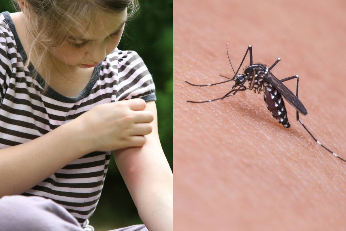 ¿Dónde están los nuevos casos de dengue en el país?