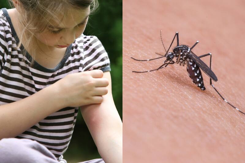 ¿Dónde están los nuevos casos de dengue en el país?