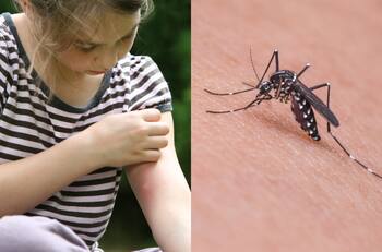 Dengue en Chile: ¿Cuáles son las zonas dónde se han registrado casos?