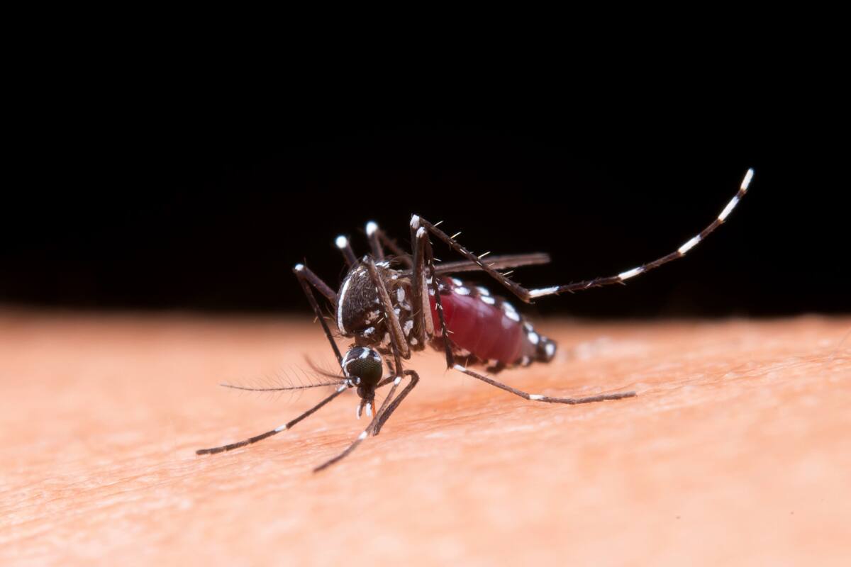 La enfermedad se contagia a través de la picadura de un mosquito infectado.