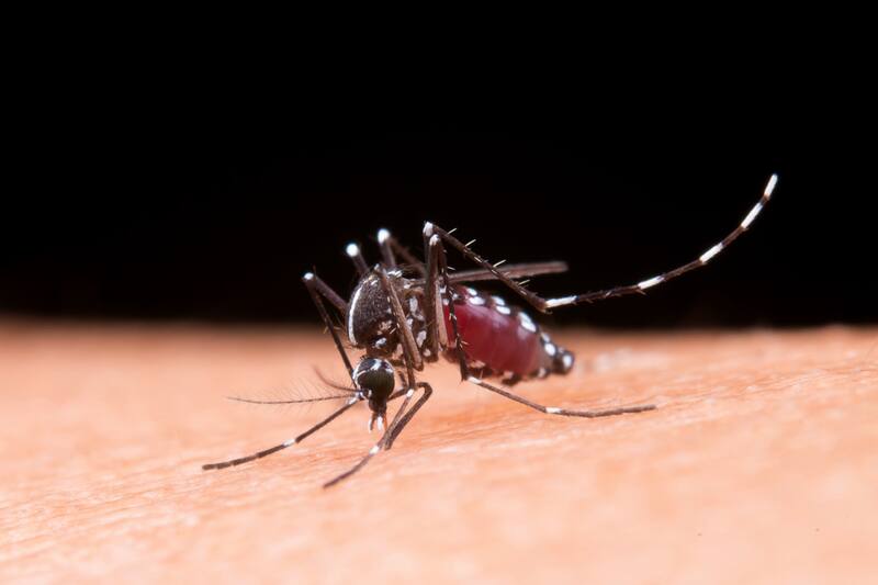 La enfermedad se contagia a través de la picadura de un mosquito infectado.