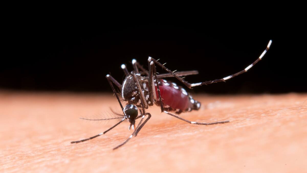 Dengue en Chile: Minsal confirma 135 casos en Chile continental