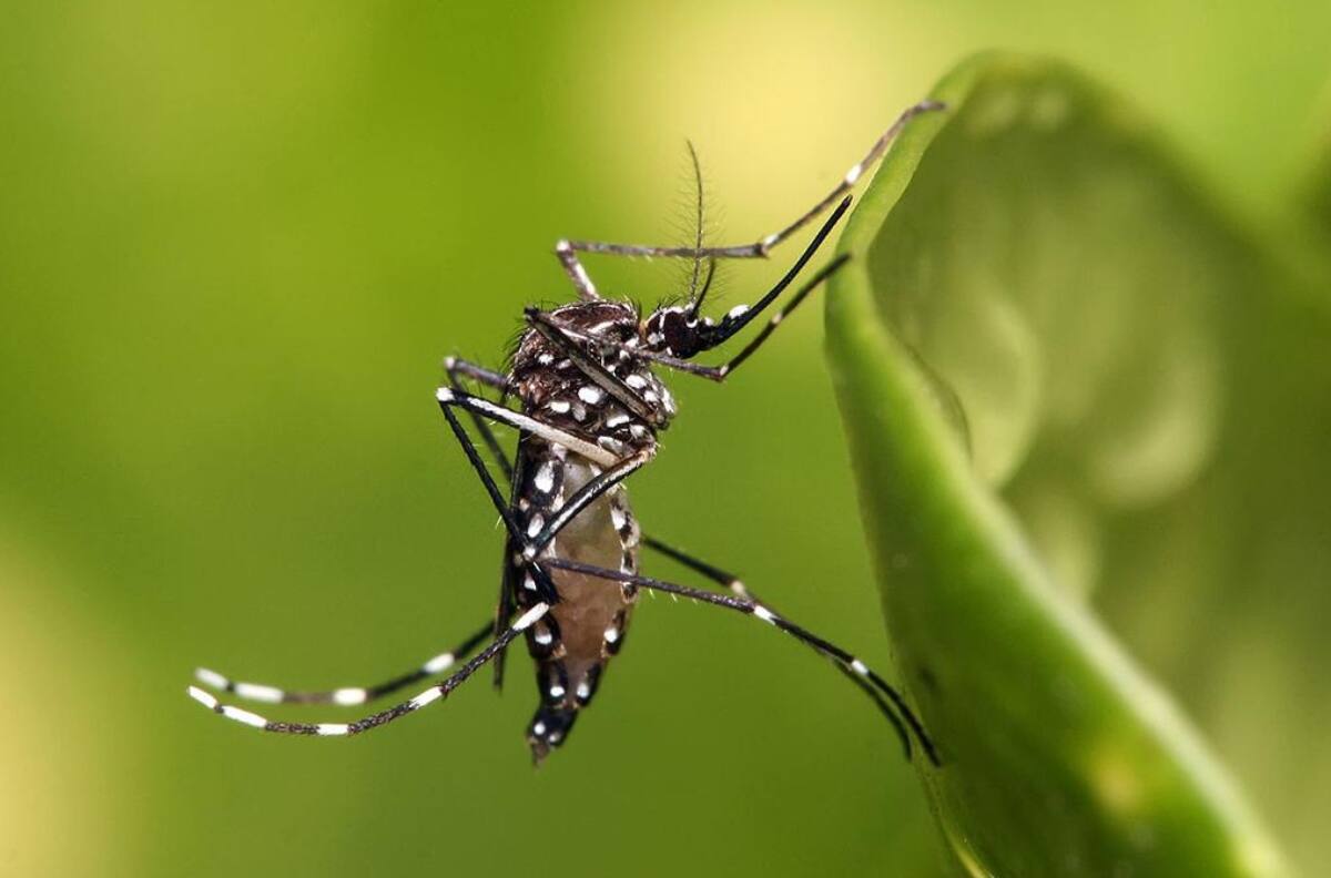Esto es lo que debes hacer si vas a viajar a países con altos casos de Dengue según la Universidad de Chile