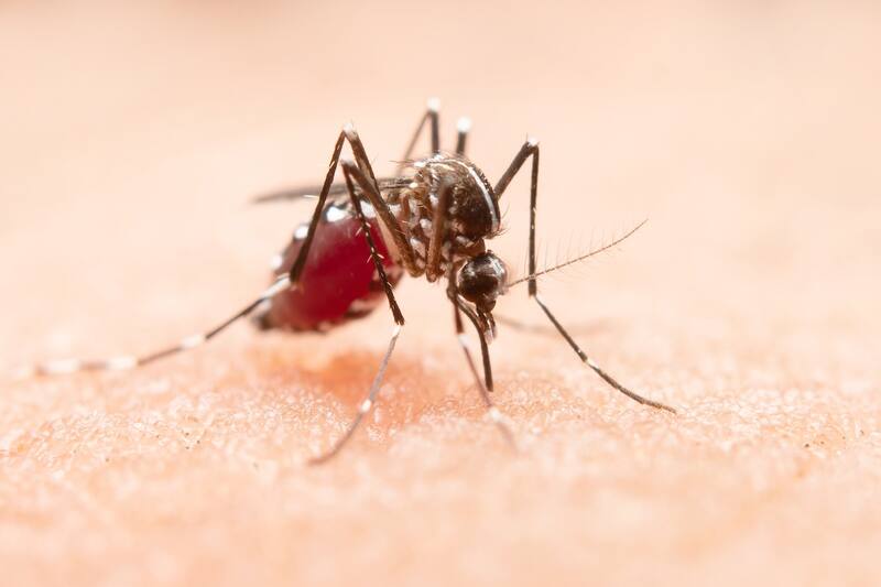 En Chile, 150 personas tienen Dengue.