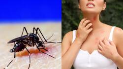 Dengue en Chile: Estas son las recomendaciones del Minsal para evitar contagios