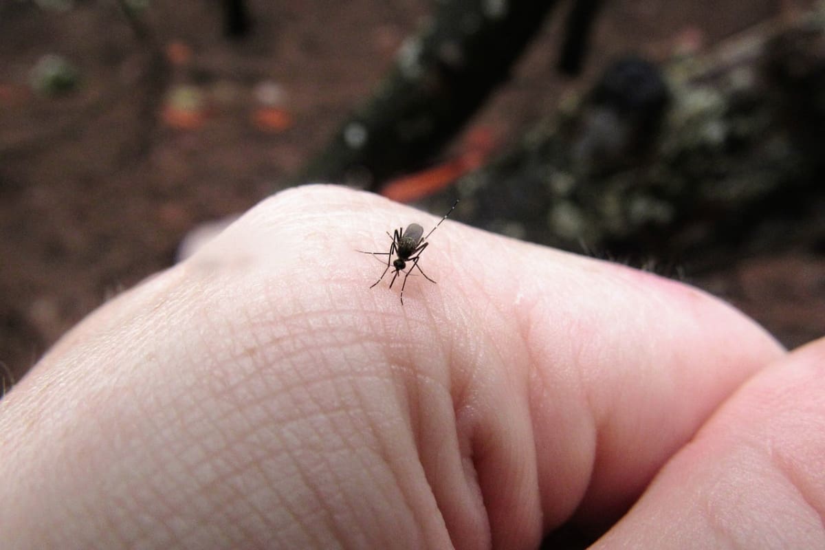 Los síntomas graves del dengue pueden ser letales.