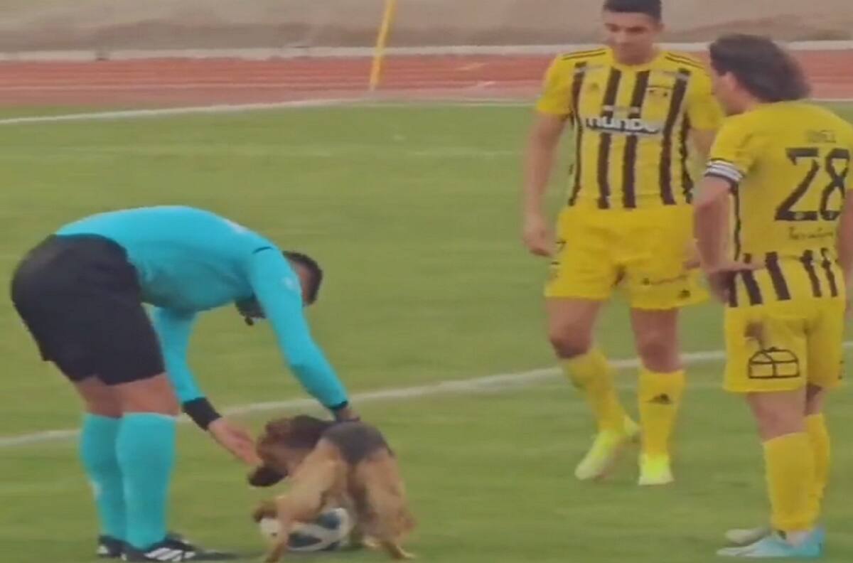 VIDEO | Fútbol chileno: Un perro entró a la cancha y se puso a jugar con el balón en el duelo entre Iberia y Fernández Vial