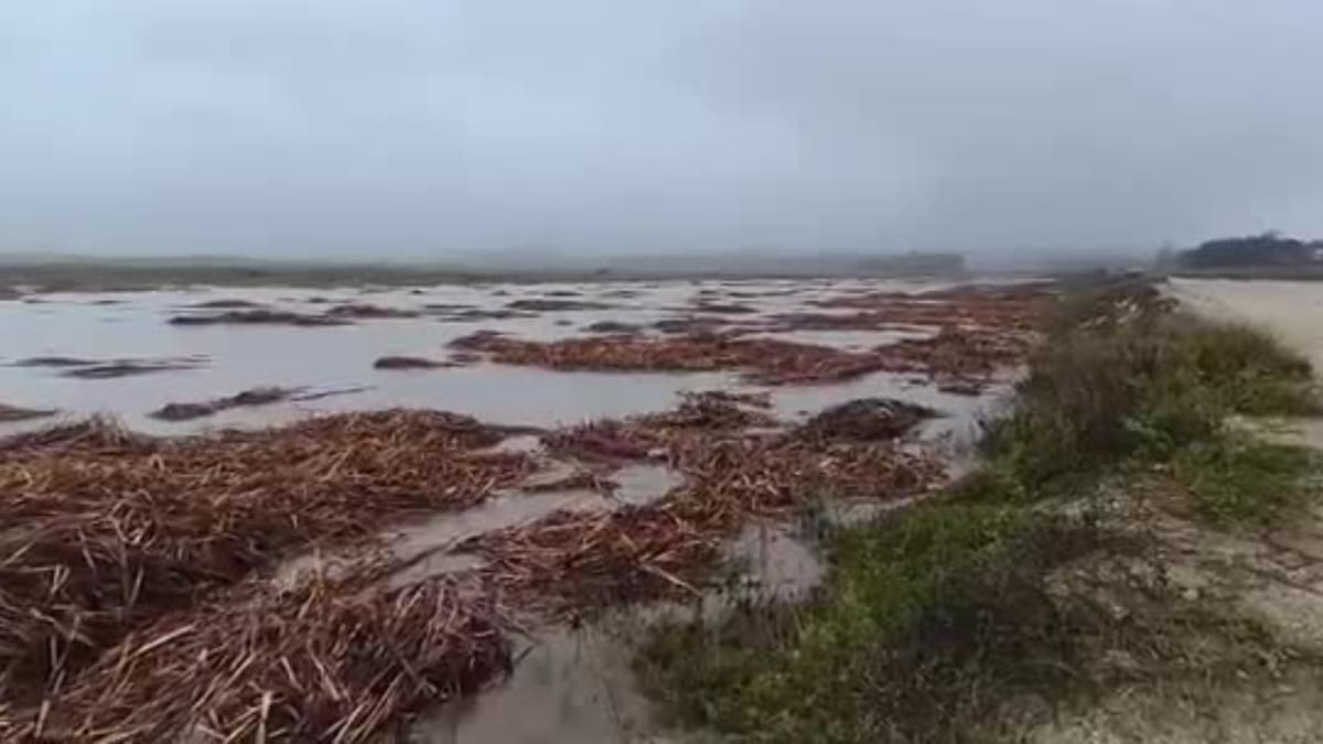 VIDEO | Evacuación inmediata en Tongoy: Senapred ordena abandonar el centro por desborde de estero