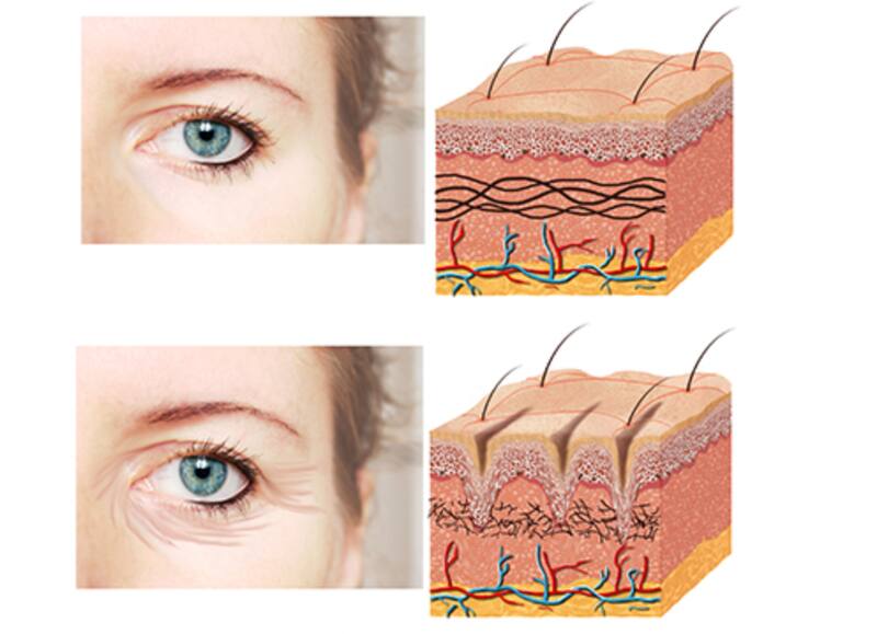 Científicos han hecho importantes descubrimiento sobre la salud cutánea.